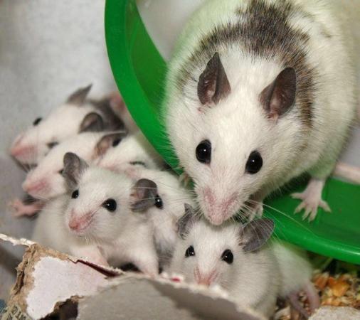 Image 1 of African Soft Fur (ASF) mice for sale - priced per pair