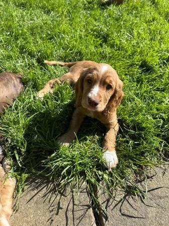 Image 4 of Ready Now KC reg fully health tested Cocker Spaniel puppies