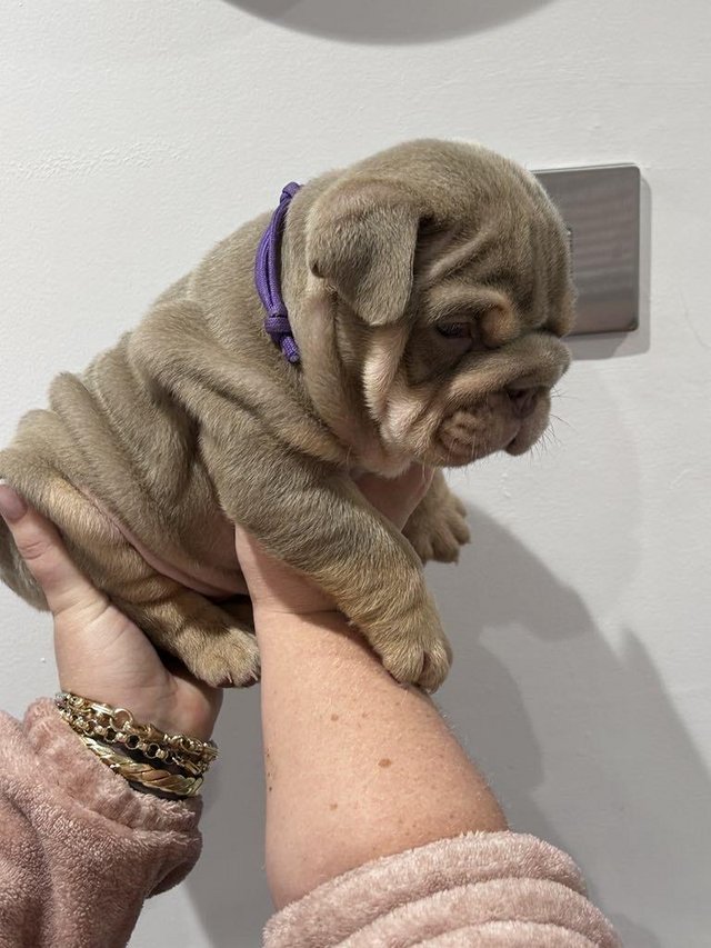 Preview of the first image of Quality English bulldogs pups.