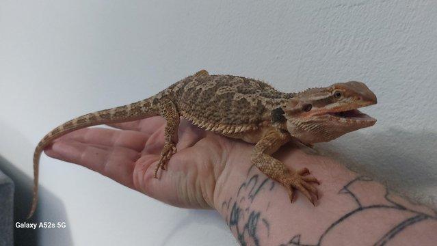 Preview of the first image of Bearded dragons for sale £50 only 3 remain!.