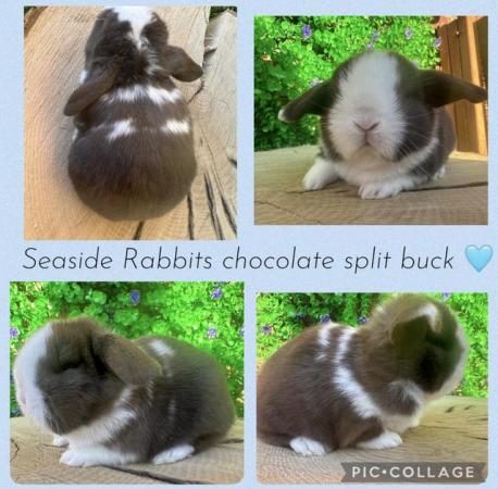 Image 2 of Stunning mini lops available to reserve