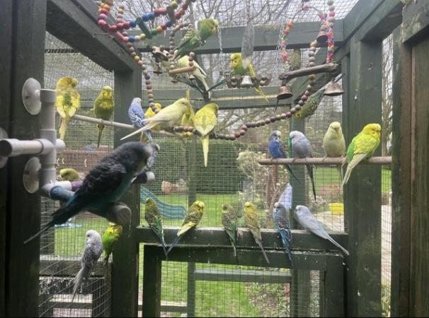 Image 6 of Adorable budgies for sale