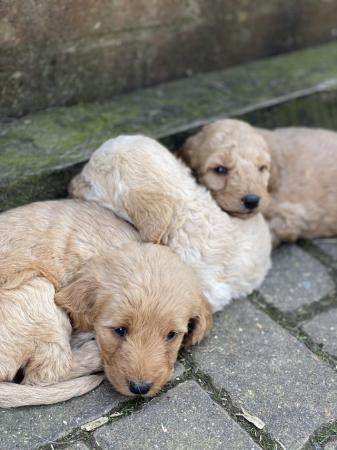 Image 14 of F2 miniature Labradoodles looking for homes