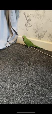 Image 5 of 2.5 year old Indian ring neck Parrot