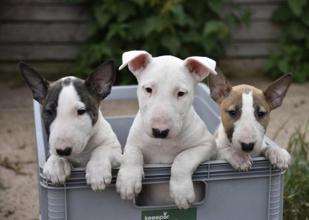 Image 1 of Top class english bull terrier puppies