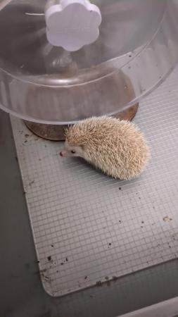 Image 2 of Beautiful hoglets unsexed reduced price