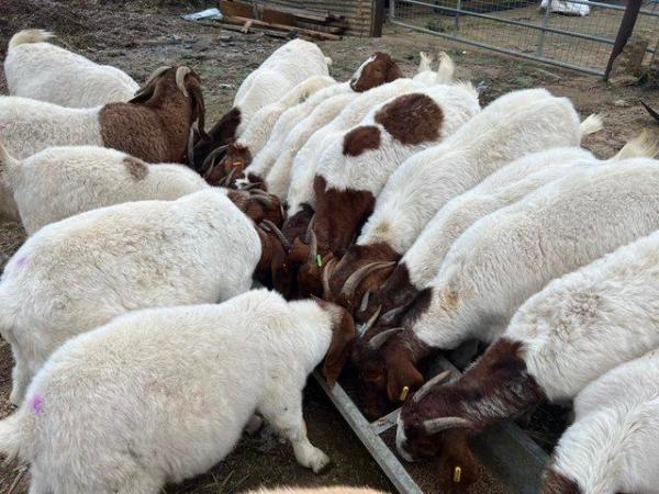 Image 2 of Pedigree Boer goats, Does, Doelings and Wethers