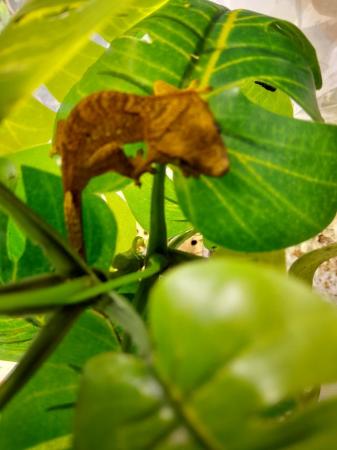 Image 5 of Crested Gecko Hatchlings and Breeders.