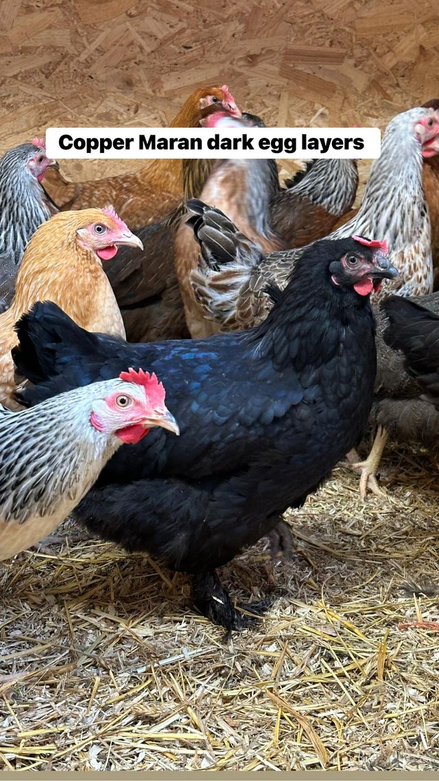 Preview of the first image of Point of lay French copper maran hens.
