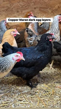 Image 1 of Point of lay French copper maran hens