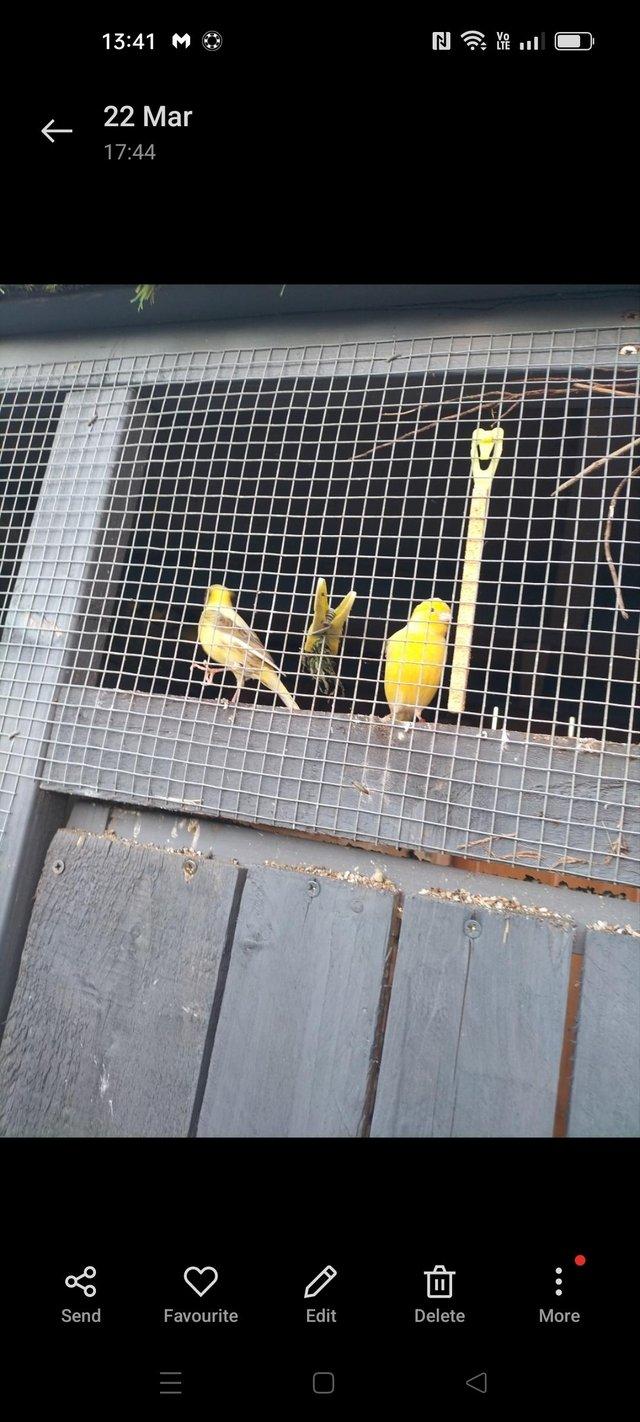 Preview of the first image of This year's last round canaries for sale.