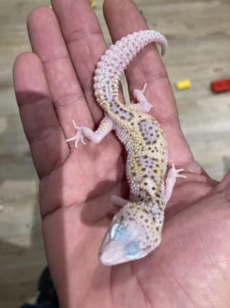 Image 2 of Leopard geckos for sale, 1 female 4 males