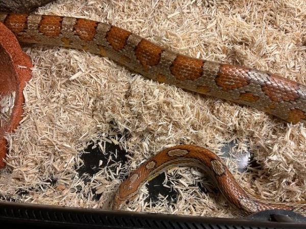Image 5 of Adult corn snake 8 years old