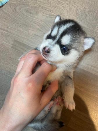 Image 8 of STUNNING RARE POMSKY PUPS-NOW OPEN TO REASONABLE OFFERS!