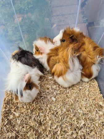 Image 18 of Adorable baby Guineapig's for sale.