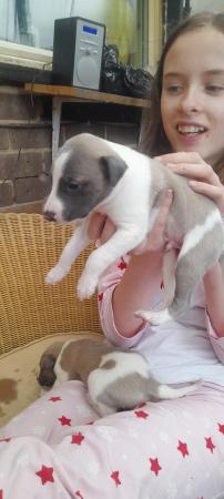 Image 12 of Kc registered whippet pups