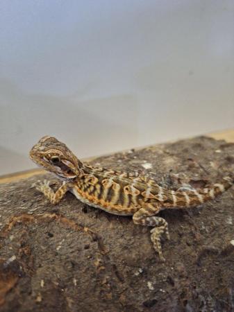 Image 2 of Beautiful Baby bearded dragons for sale