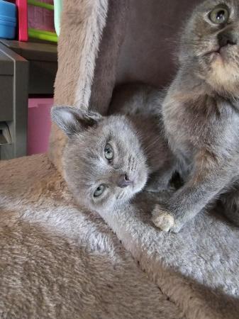 Image 6 of Blue British Short Hair Kittens Ready now!