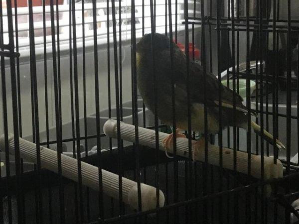 Image 2 of Beautiful, singing canary two years old