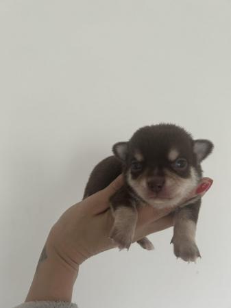 Image 10 of Teacup chihuahuas for sale