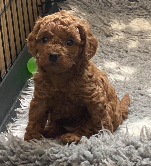 Preview of the first image of Gorgeous,Deep Red,Health tested Cavapoo pups.
