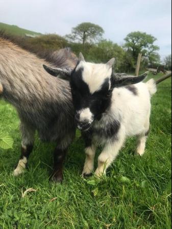 Image 1 of Pygmy Goat Kids, Registered Male Wethers