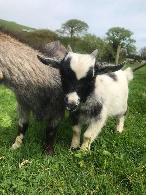 Preview of the first image of Pygmy Goat Kids, Registered Male Wethers.
