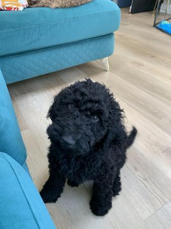 Image 12 of [F5] Curly Coat Labradoodles - Parents DNA tested