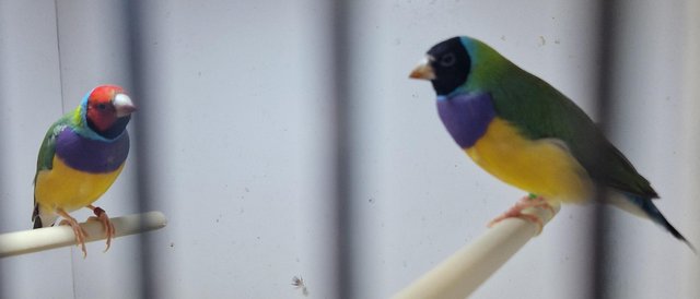 Preview of the first image of pairs of gouldian finches available.