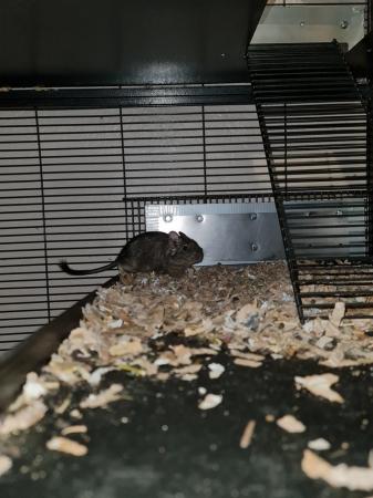 Image 3 of 2 degus to be rehomed they are brothers