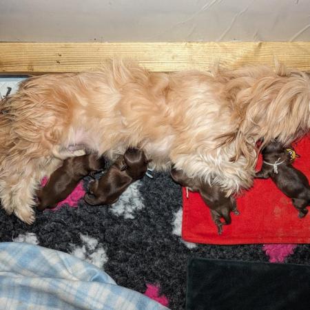 Image 9 of One male Chocolate imperial KC registered shih tzu puppies