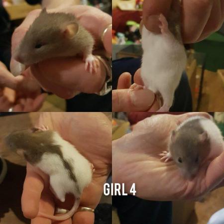 Image 1 of Baby girl rats#!!!!!!***********