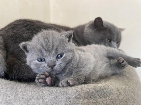 Image 2 of British shorthair kittens
