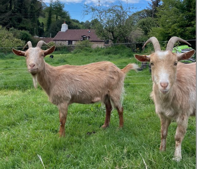 Preview of the first image of Two GG dairy goats with doeling.