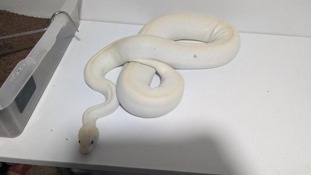 Image 4 of Adult Female Butter Special Ball Python