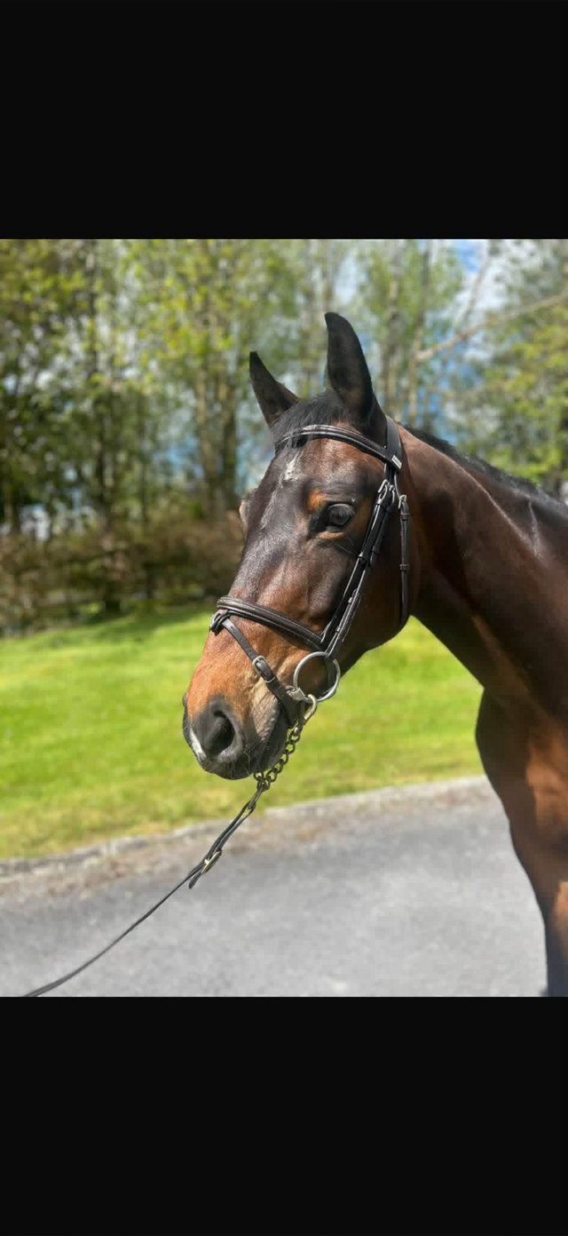 15.2h Irish sport horse mare 7 years old — photo 2 of 3