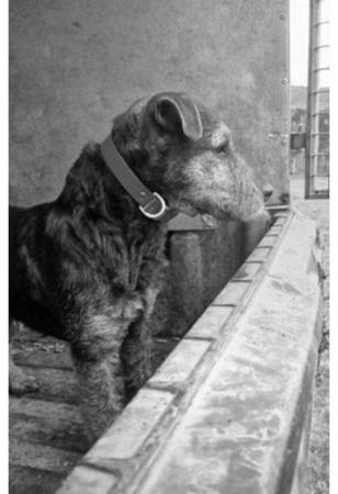 Image 7 of Lakeland Terrier Stud Dog Working Type
