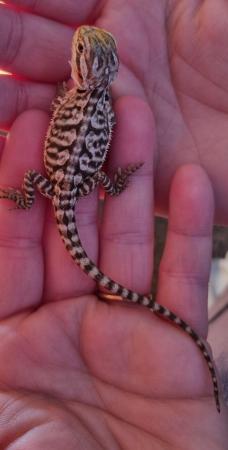Image 3 of 8 weeks old baby bearded dragons males and females