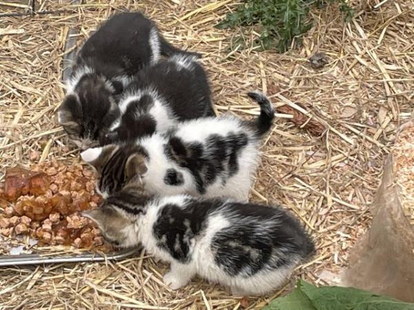 Image 3 of Male and Female farm / outdoor kittens