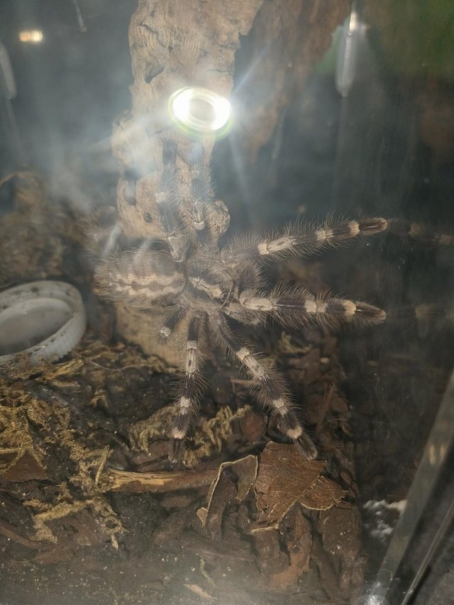 Preview of the first image of 13 Tarantulas to go as one.