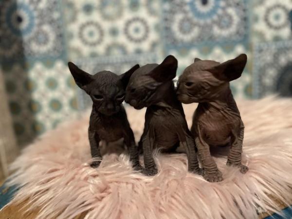 Image 10 of Canadian Sphynx kittens now available for new forever home