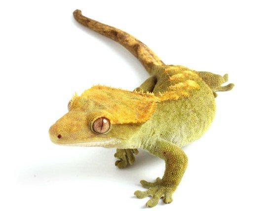 Image 4 of WARRINGTON PETS STOCKED LIZARDS FOR SALE