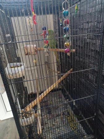 Image 4 of RING NECK MALE PARROT FOR SALE