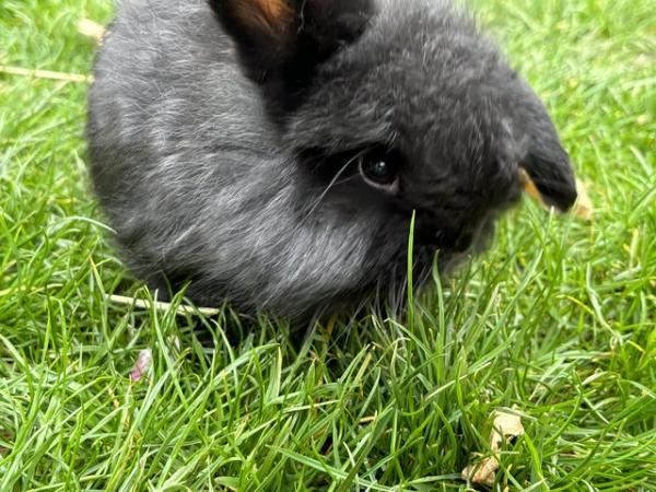 Image 3 of 2 rabbit / bunnies for sale mini lops