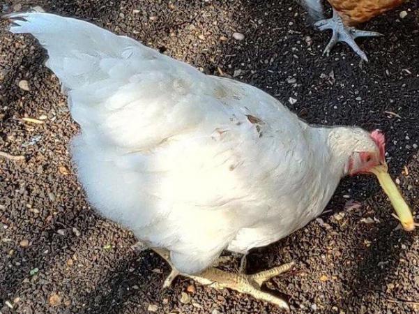 Image 11 of Chickens male and female for sale