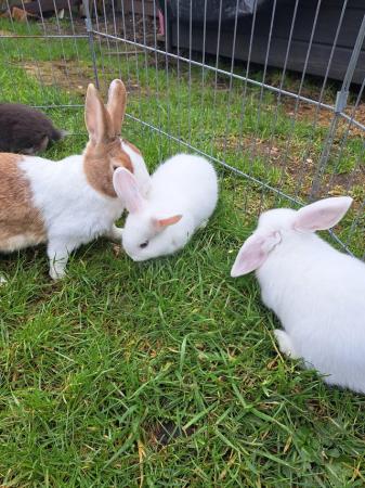 Image 2 of 8wk old mini lop cross Dutch bunnies