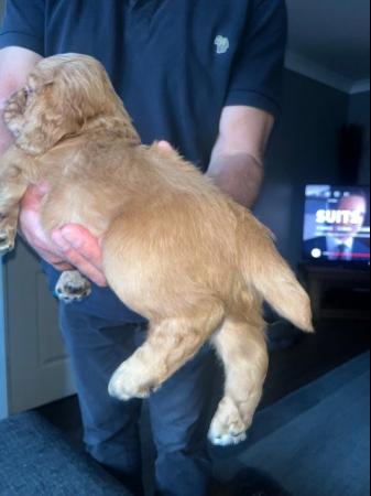 Image 8 of KC registered working cocker spaniel puppies