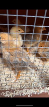 Image 3 of mixed breeds of chicks (un-sexed)