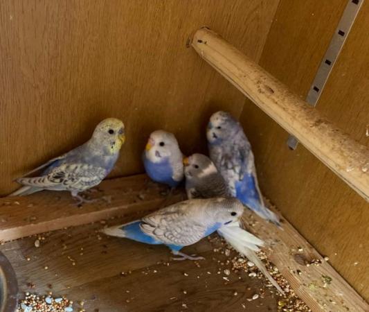 Image 1 of Why pay pet shop prices for your budgies ?