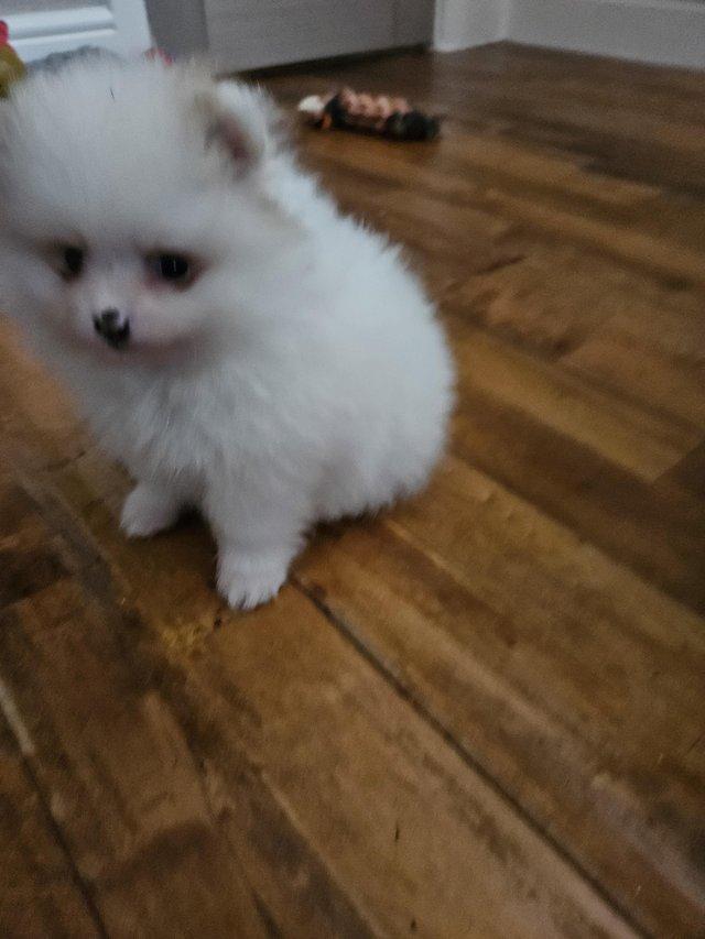 Preview of the first image of Pomeranian puppys rare white blue.